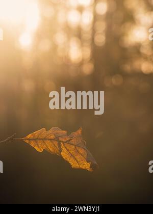 Ein einzelnes Blatt schwebt in der Luft, beleuchtet von Sonnenlicht, vor dem Hintergrund eines dichten Waldes in Schweden. Das Blatt scheint in der Luft aufgehängt zu sein, cre Stockfoto