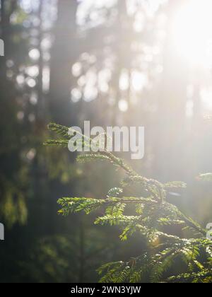 Die Sonnenstrahlen durchdringen das dichte Baldachin von Fichtenbäumen in einem Wald in Schweden und erzeugen einen verblendeten Lichteffekt auf dem Waldboden. Stockfoto