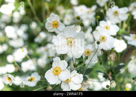 Herbst-Anemone (Anemone × hybrida 'Honorine Jobert') Stockfoto