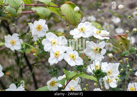 Herbst-Anemone (Anemone × hybrida 'Honorine Jobert') Stockfoto