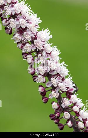 Silberkerze (Actaea simplex „Chocoholic“) Stockfoto