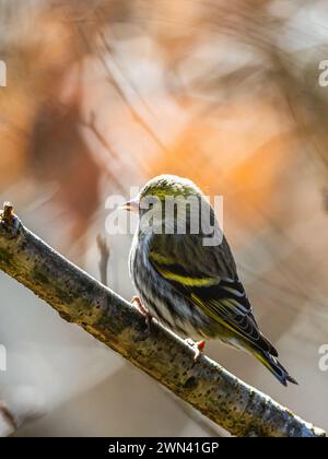 Weibchen von eurasischer Siskin, Spinus spinus, Vogel im Wald bei Wintersonne Stockfoto