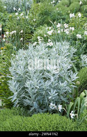 Silberraute (Artemisia ludoviciana „Valerie Finnis“), Stauden-Mischpflanzung „Stribrna Vonicka“ Stockfoto