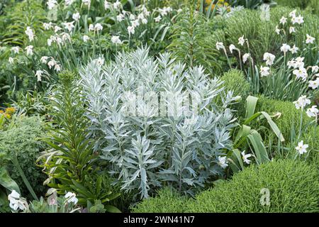 Silberraute (Artemisia ludoviciana „Valerie Finnis“), Stauden-Mischpflanzung „Stribrna Vonicka“ Stockfoto