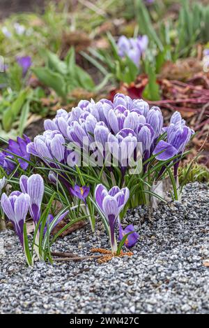 Krokus (Crocus vernus „Pickwick“) Stockfoto