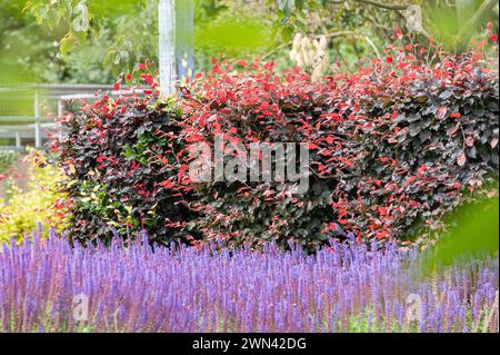 Blut-Buche (Fagus sylvatica 'Atropunicea') Stockfoto