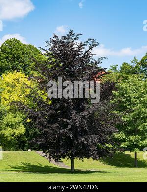 Blut-Buche (Fagus sylvatica 'Atropunicea') Stockfoto