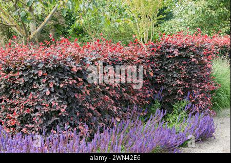 Blut-Buche (Fagus sylvatica 'Atropunicea') Stockfoto