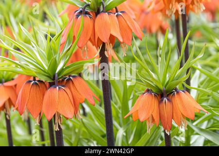 Kaiserkrone (Fritillaria imperialis „Aurora“) Stockfoto