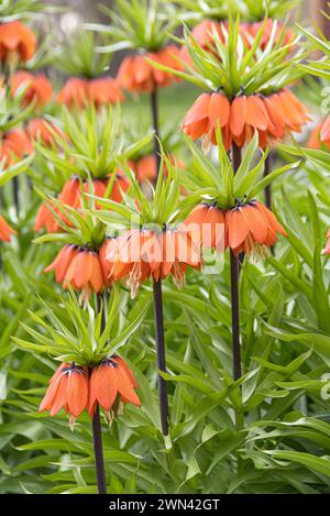 Kaiserkrone (Fritillaria imperialis „Aurora“) Stockfoto