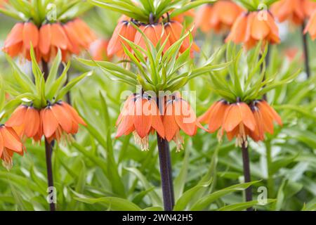 Kaiserkrone (Fritillaria imperialis „Aurora“) Stockfoto