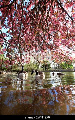 12/05/13 Gänse und Enten schwimmen unter Kirschblüte am River Wye in Bakewell, Derbyshire. Alle Rechte vorbehalten – F-Stopp drücken. Www.fstoppress.Co Stockfoto
