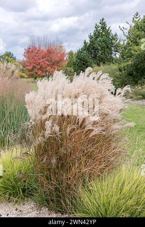 Chinaschilf (Miscanthus sinensis 'Kleine Fontäne') Stockfoto