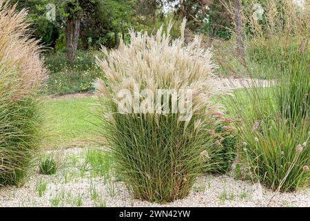 Chinaschilf (Miscanthus sinensis 'Kleine Fontäne') Stockfoto