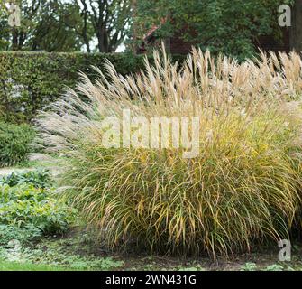 Chinaschilf (Miscanthus sinensis „Yaku Jima“) Stockfoto