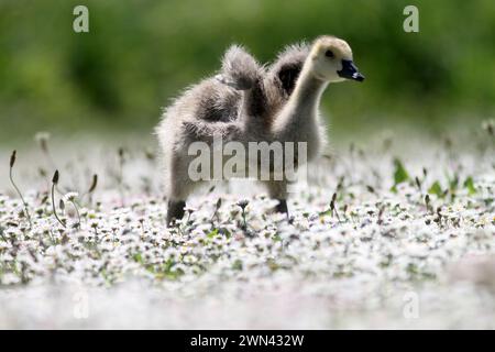 26/05/2012 Eine Familie von kanadiengänsen erkundet ein riesiges Feld von Gänseblümchen, die wie Schnee aussehen, an ihrem Teich in der Nähe von Haslemere, Surrey. Die fünf vier-Wochen-Ol Stockfoto