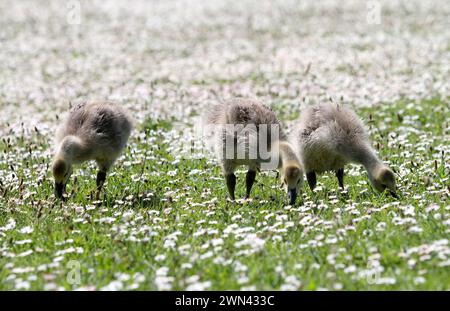 26/05/2012 Eine Familie von kanadiengänsen erkundet ein riesiges Feld von Gänseblümchen, die wie Schnee aussehen, an ihrem Teich in der Nähe von Haslemere, Surrey. Die fünf vier-Wochen-Ol Stockfoto