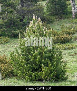 Haken-Kiefer (Pinus mugo subsp. Uncinata), Wacholder (Juniperus communis) Stockfoto