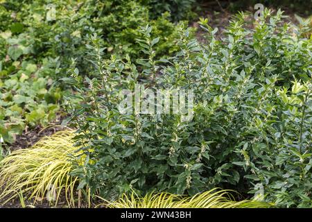 Fleischbeere (Sarcocca confusa) Stockfoto