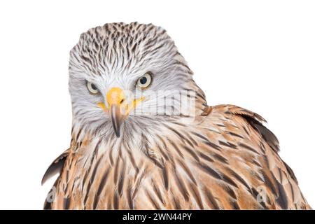 Porträt eines roten Drachen, milvus milvus, Konzeptideen, beobachten, Ausschau halten, starren Stockfoto