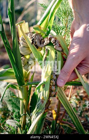 Erkrankter Mais genannt Maisschimmel, pathogener Pilz, Utilago maydis, in Mexiko wird es Huitlacoche oder mexikanische Trüffel genannt Stockfoto