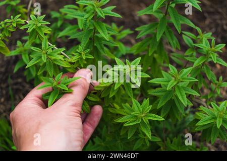 Schöne Zitronenverbene Pflanze in einem Permakultur Garten im Sommer, Aloysia citrodora Stockfoto