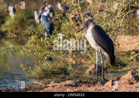 Maraboustorch oder Leptoptilos crumenifer - ein großer Watvogel aus der Storchfamilie Ciconiidae. Maraboustorch Leptoptilos crumenifer ein großer Watvogel Stockfoto