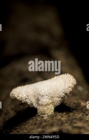 Hericium erinaceus Pilz weiß mit Haar Baumstamm senkrecht Stockfoto