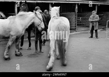Southall wöchentlich Mittwoch Pferdemarkt 1980s UK. Lynette Heywood mit Pferden, die sie auf den Markt gebracht hat. Southall, Ealing, West London, England 1983. HOMER SYKES Stockfoto
