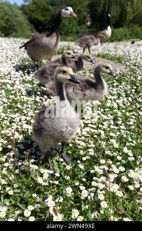 26/05/2012 Eine Familie von kanadiengänsen erkundet ein riesiges Feld von Gänseblümchen, die wie Schnee aussehen, an ihrem Teich in der Nähe von Haslemere, Surrey. Die fünf vier-Wochen-Ol Stockfoto