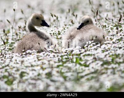 26/05/2012 Eine Familie von kanadiengänsen erkundet ein riesiges Feld von Gänseblümchen, die wie Schnee aussehen, an ihrem Teich in der Nähe von Haslemere, Surrey. Die fünf vier-Wochen-Ol Stockfoto