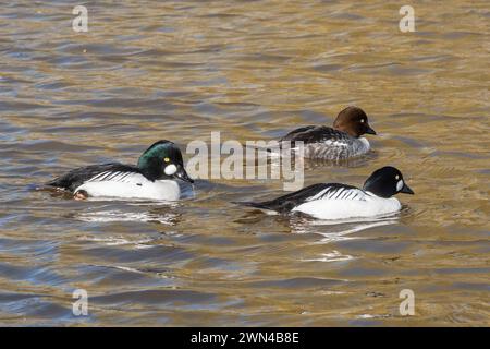 GoldenEye-Enten (Bucephala clangula), Großbritannien, zwei männliche oder drake-Vögel, die mit einem Weibchen schwimmen Stockfoto