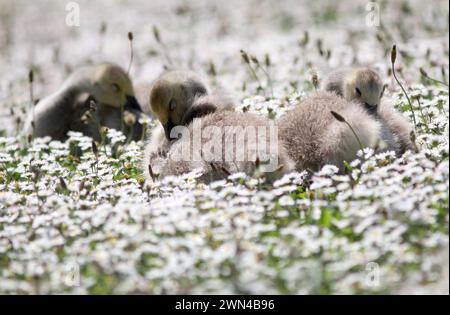 26/05/2012 Eine Familie von kanadiengänsen erkundet ein riesiges Feld von Gänseblümchen, die wie Schnee aussehen, an ihrem Teich in der Nähe von Haslemere, Surrey. Die fünf vier-Wochen-Ol Stockfoto