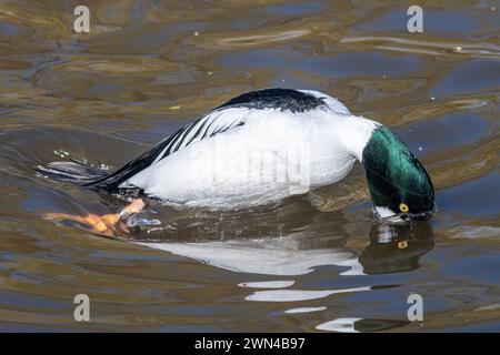 GoldenEye Ententauchen (Bucephala clangula), Großbritannien, ein männlicher Vogel oder drake Vogel im Wasser, der kurz davor ist, nach Nahrung zu tauchen Stockfoto