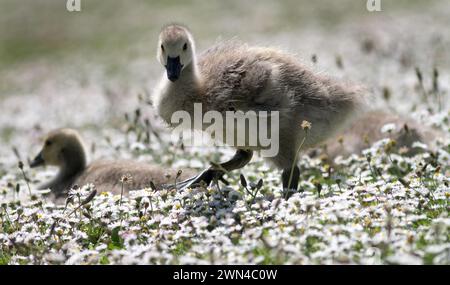 26/05/2012 Eine Familie von kanadiengänsen erkundet ein riesiges Feld von Gänseblümchen, die wie Schnee aussehen, an ihrem Teich in der Nähe von Haslemere, Surrey. Die fünf vier-Wochen-Ol Stockfoto