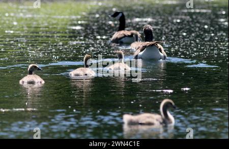 26/05/2012 Eine Familie von kanadiengänsen erkundet ein riesiges Feld von Gänseblümchen, die wie Schnee aussehen, an ihrem Teich in der Nähe von Haslemere, Surrey. Die fünf vier-Wochen-Ol Stockfoto