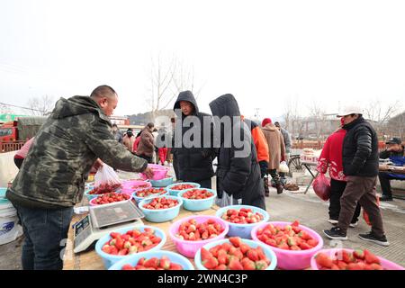 (240229) -- TIANJIN, 29. Februar 2024 (Xinhua) -- Ein Landwirt aus dem Bezirk Pinggu in Peking verkauft Erdbeeren auf einem Markt in der Gemeinde Xiaying, nordchinesisches Tianjin, 23. Februar 2024. Vor dem diesjährigen Frühlingsfest befinden sich drei Dörfer, darunter das Dorf Qian'ganjian Tianjin, das Dorf Qian'ganjian in der Provinz Hebei und das Dorf Hongshimen in Peking, alle in einem Grenzgebiet zwischen Tianjin, Hebei und Peking. unterzeichnete eine Vereinbarung zur gemeinsamen Entwicklung des Tourismus in der Region und zum besseren Schutz der alten Chinesischen Mauer. Als eines der drei Dörfer hat das Qian'ganjian Dorf Tianjin viele erlebt Stockfoto