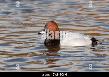 Rothaarige männliche Ente oder drake (Aythya americana) Schwimmen, auch bekannt als Rothaarige Ente oder Rothaarige Pochard Stockfoto