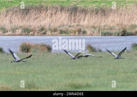 Kräne (Grus grus), Wildvögel im WWT Slimbridge Wetland Centre, Gloucestershire, England, Großbritannien. Wiedereinführung des Great Crane Project Stockfoto