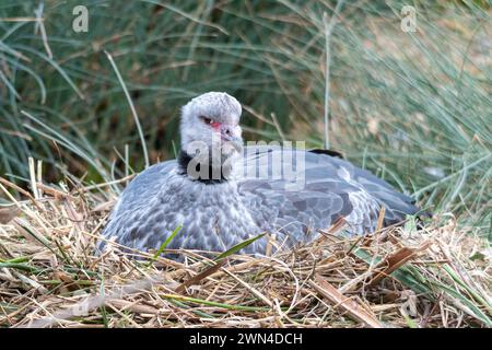 Südlicher Schreivogel (Chauna torquata, auch bekannt als Haubenschreier), der auf einem Nest sitzt Stockfoto