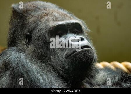 Bakuva, ein Silberrücken der Western Lowland Gorillas im Blackpool Zoo, Blackpool, Lancashire, Großbritannien. Stockfoto