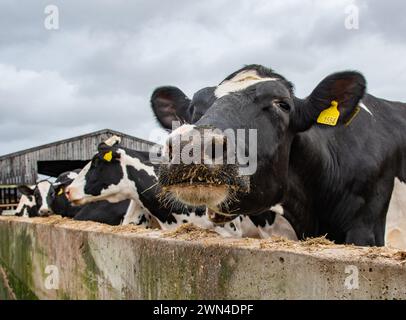 Nahaufnahme einer Kuh, die eine Gesamtmischration (TMR) in Shropshire, Großbritannien, füttert. Stockfoto