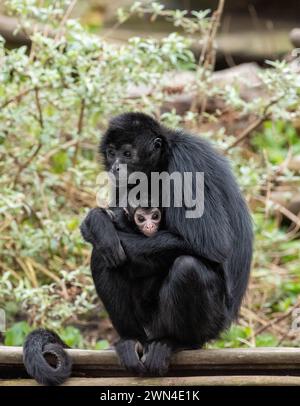 Kolumbianische Spider Monkey weiblich und Kleinkind, Ateles fusciceps, Blackpool Zoo, Großbritannien Stockfoto