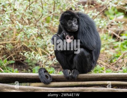 Kolumbianische Spider Monkey weiblich und Kleinkind, Ateles fusciceps, Blackpool Zoo, Großbritannien Stockfoto