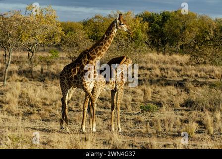Giraffe Duo tritt im offenen südafrikanischen Bushveld auf. Wundervolle balletische Bewegungen. Stockfoto