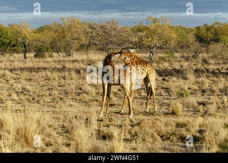 Giraffe Duo tritt im offenen südafrikanischen Bushveld auf. Wundervolle balletische Bewegungen. Zwei Verschlungene Hälse Stockfoto