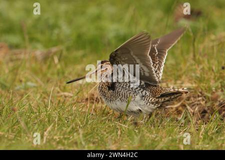 Schnüffeln Sie die Machire von Nord-Uist, wo sie reichlich vorhanden sind und brüten. Stockfoto