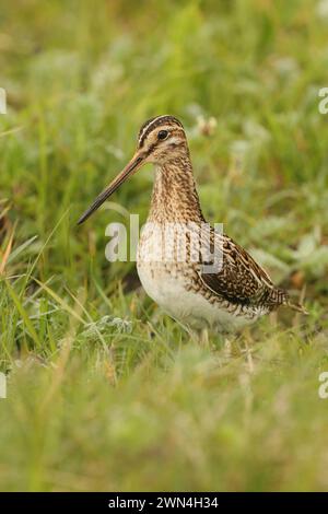 Schnüffeln Sie die Machire von Nord-Uist, wo sie reichlich vorhanden sind und brüten. Stockfoto