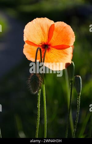 Makrofoto eines sonnendurchfluteten Mohns mit Kontrast zu einem dunklen Hintergrund. Die kleine Mohnblume im Frühling blüht unter den Sonnenstrahlen. Stockfoto