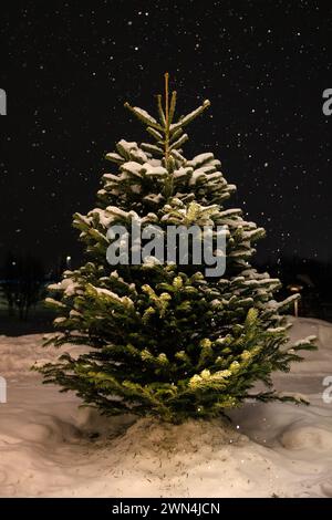 Schnee fällt gegen einen schwarzen Himmel, der auf die Zweige eines kleinen einsamen weihnachtsbaums fällt, der auf verschneiten Böden wächst Stockfoto